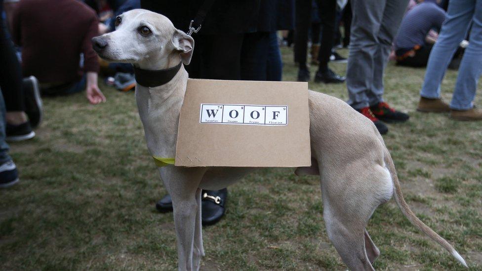 A dog wearing a banner at the protests