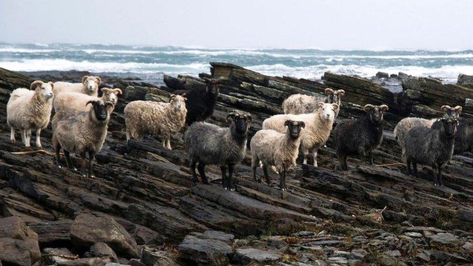 North Ronaldsay sheep