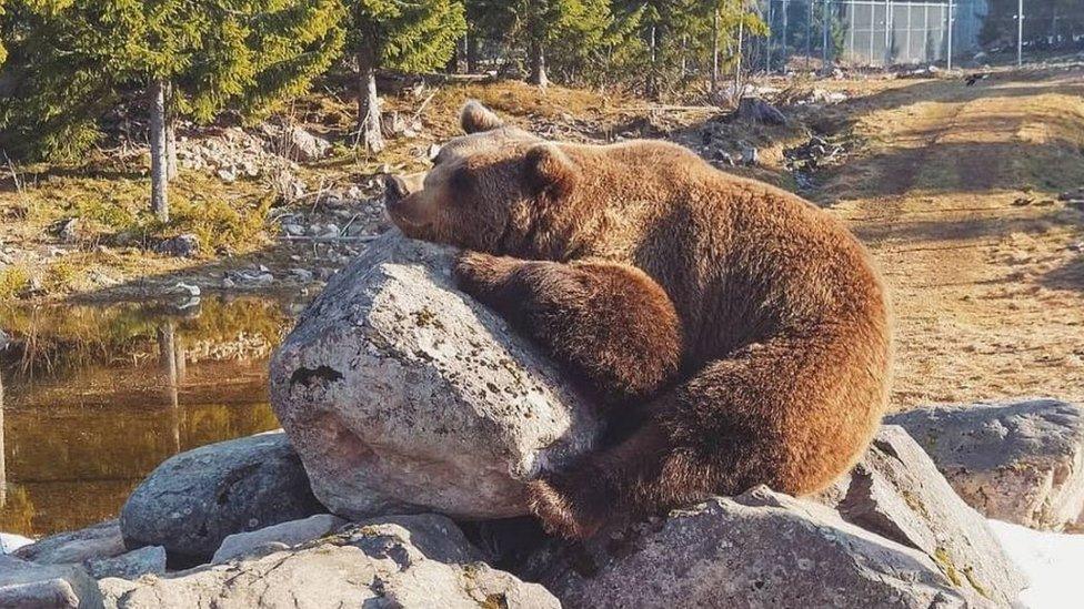 Diego, a brown bear, lying on a rock in Orsa Predator Park