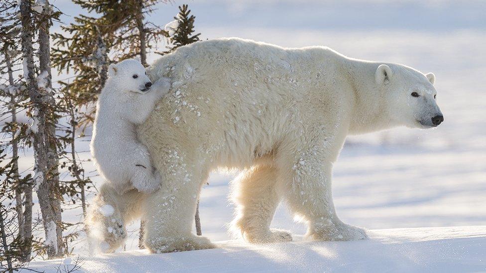 Hitching a ride by Daisy Gilardini, Switzerland