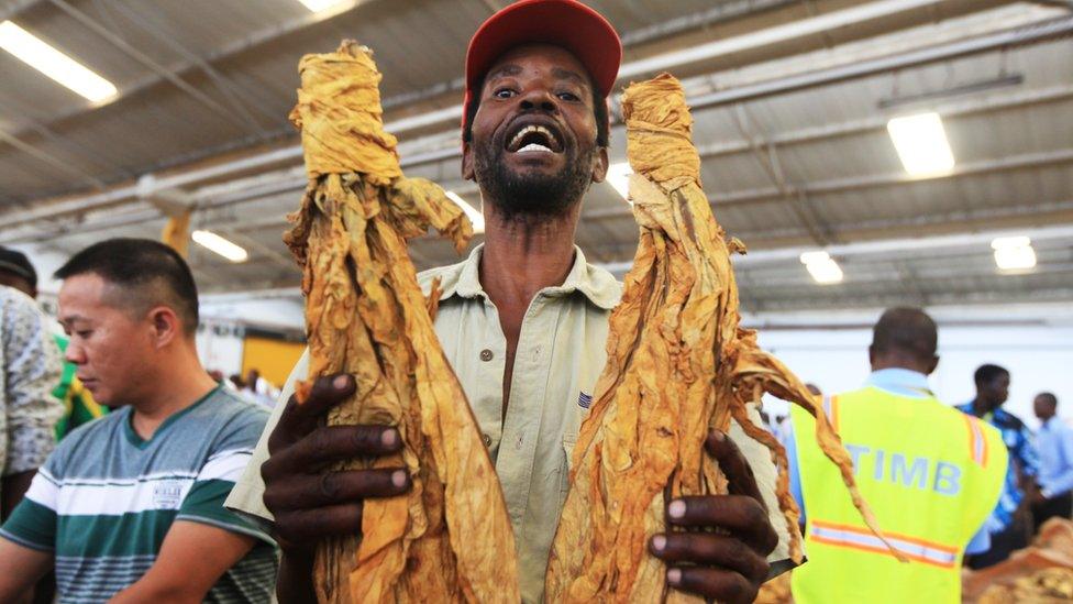 Tobacco farmer Godfrey Chirau holds a sample of his crop during the opening of the Tobacco selling season in Harare 30 March 2016