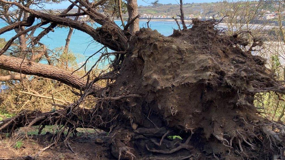 A fallen tree on Guernsey