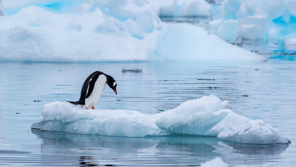 A penguin on ice.