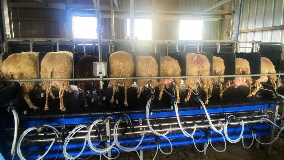 Sheep milking parlour