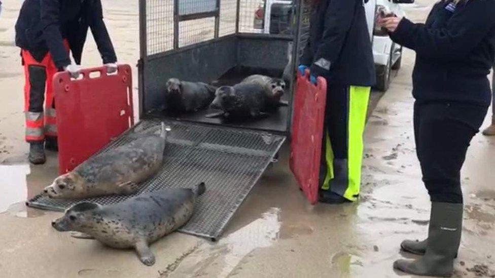 A photo of the seals