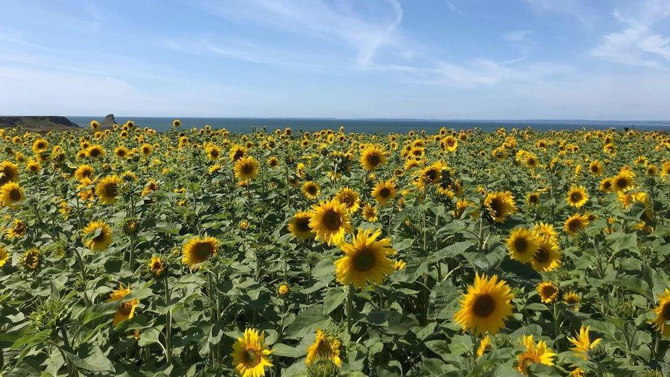 Rhossili Bay sunflowers