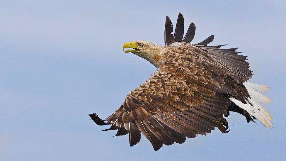 sea eagle