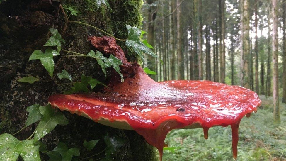 beefsteak fungus (Fistulina hepatica).