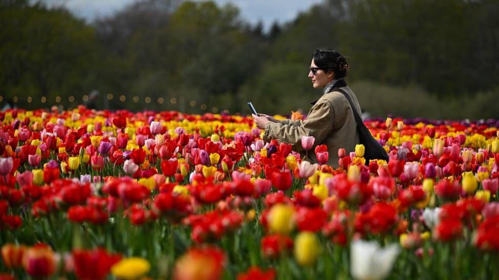 A woman takes a selfie in a field of tulips in the UK.