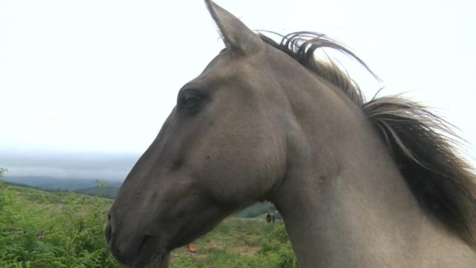 Konik horse