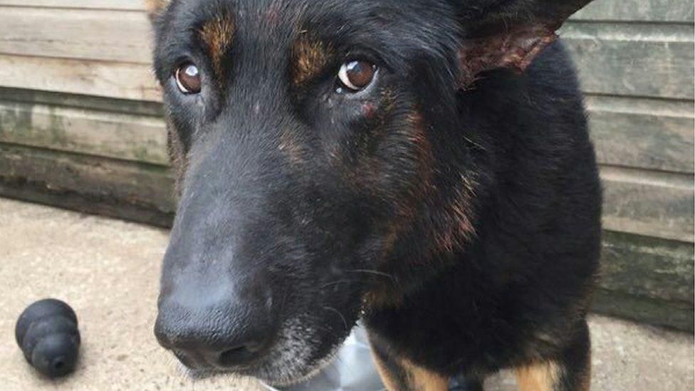 Police dog Bacca recovering from his injuries. 