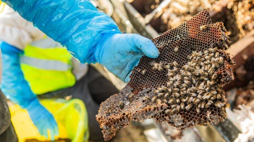 Bees being removed