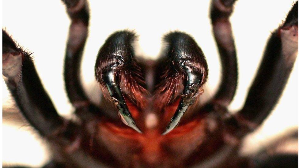 A Funnel Web spider is pictured at the Australian Reptile Park 23 January 2006 in Sydney, Australia.