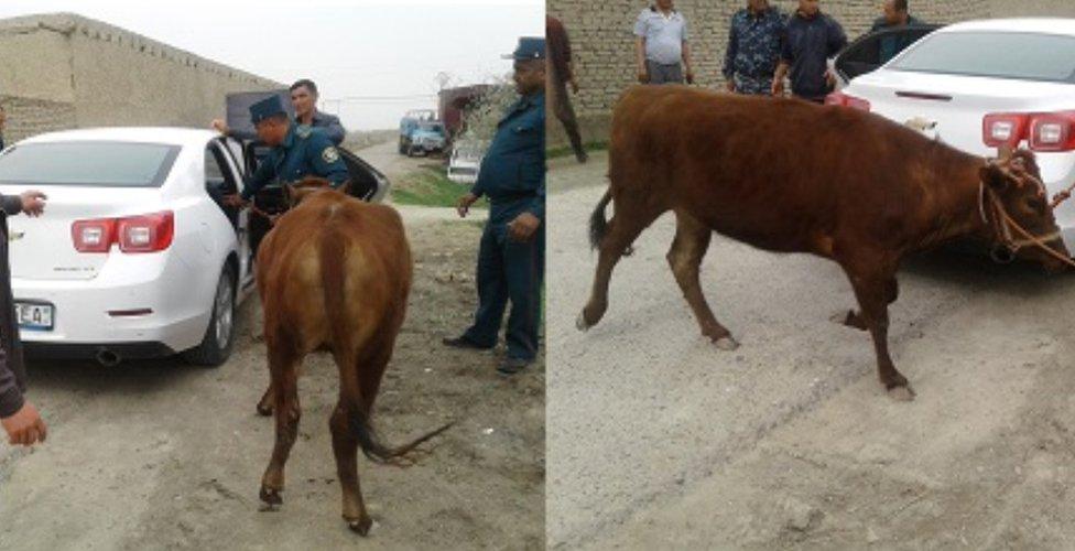 Police remove the stolen cow from the car