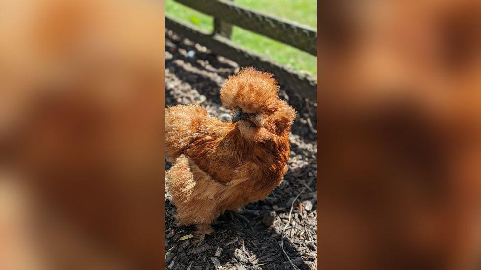 Big tufted brown chicken