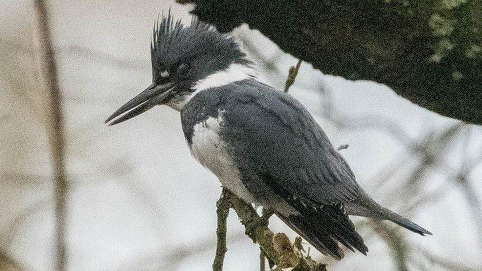 Belted kingfisher spotted at Withnell Fold