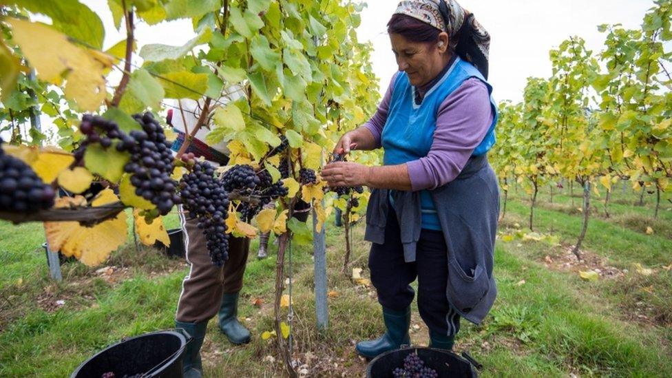 Migrant workers at a fruit farm in Hampshire