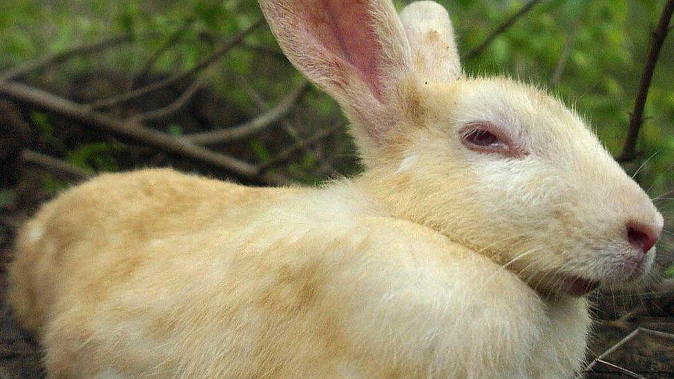 File image of a rabbit