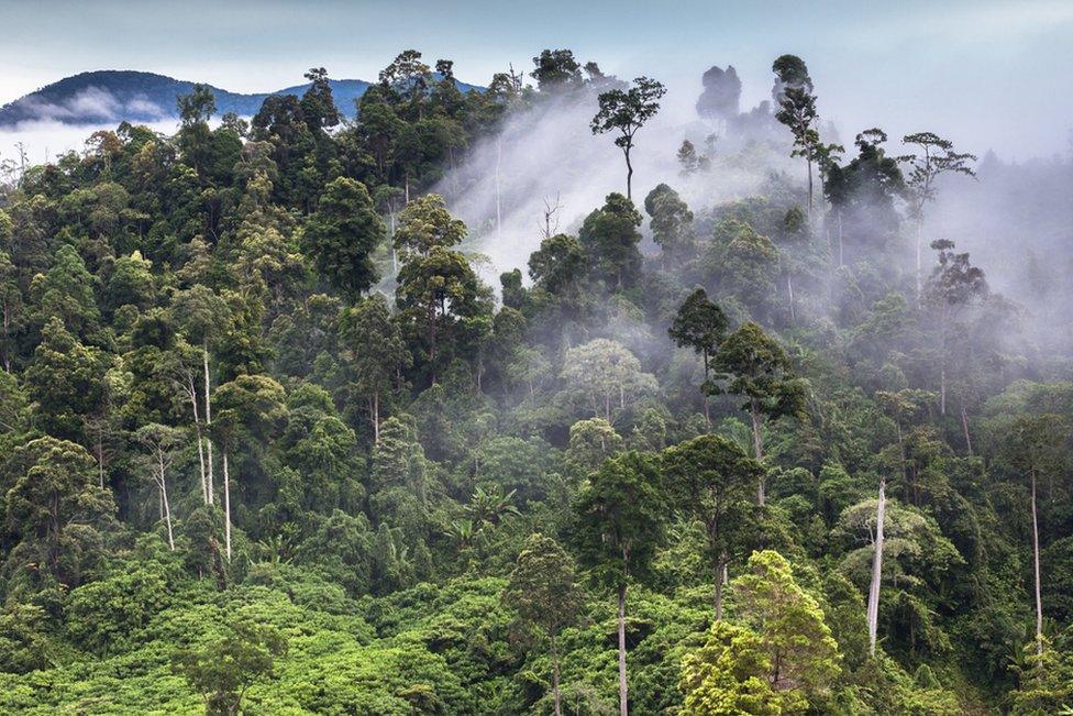 Dawn in the Leuser rainforest, Sumatra.