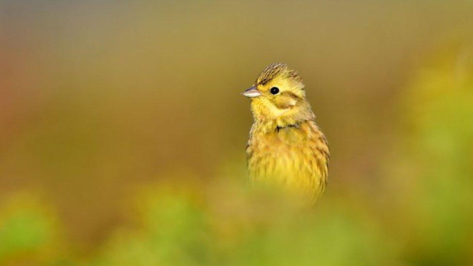 yellowhammer