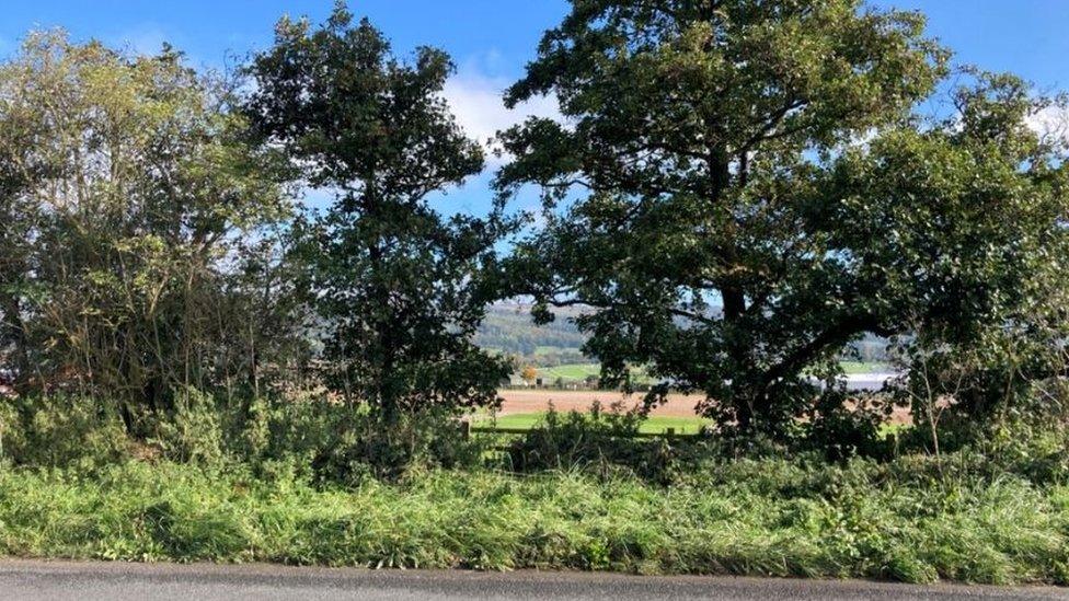 Trees and hedges on a sunny day alongside the A435