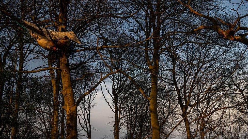 Activists sleeping in a tree