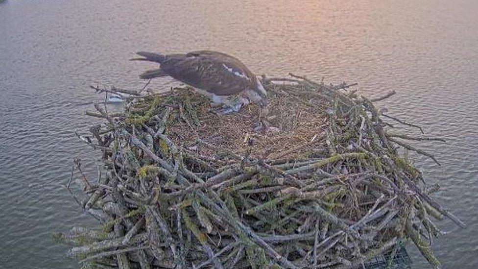 Rutland Water ospreys