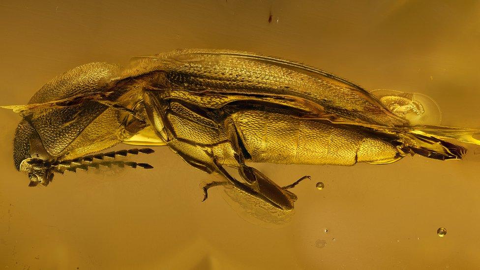 Click beetle trapped in amber