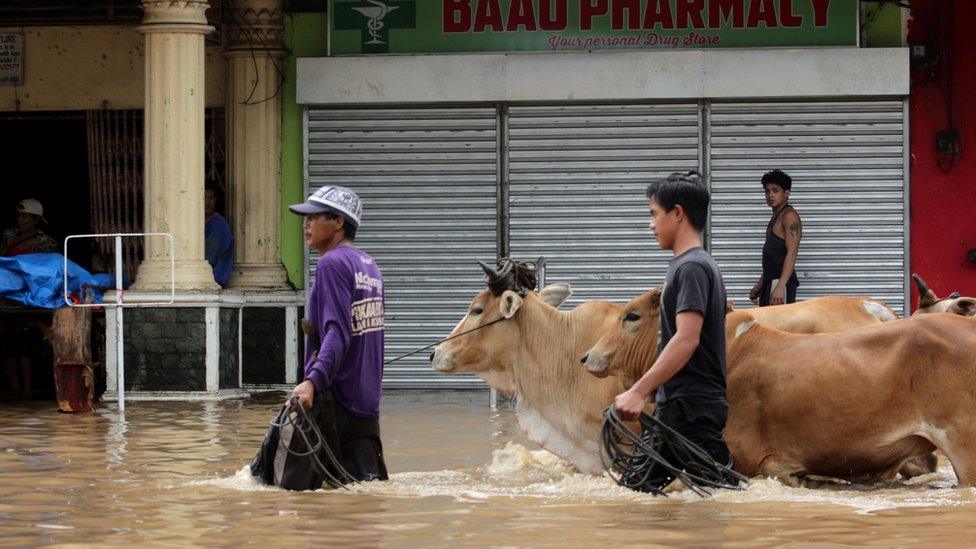 Filipinos walk cattle through flood waters after Storm Usman, December 2018