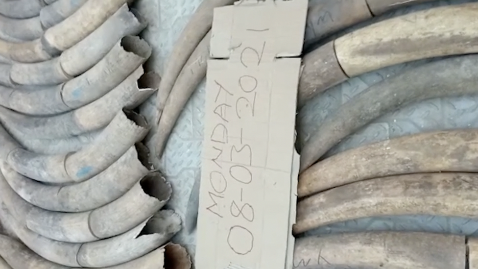 Seized elephant tusks