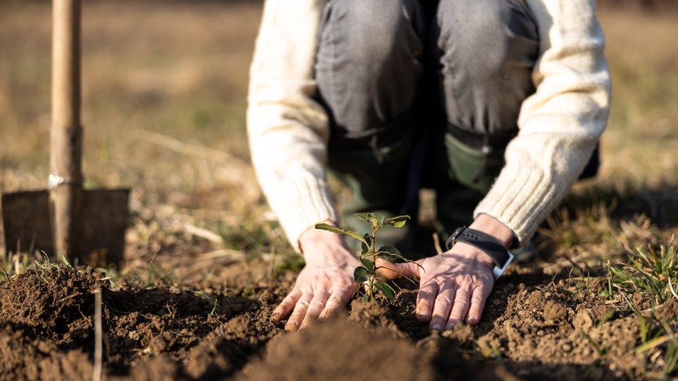 Woman Planting a Tree on a Meadow