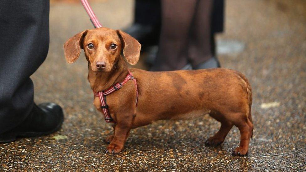 Sausage dog enjoying his walk