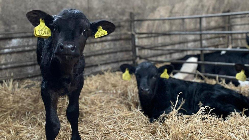 calves in a pen