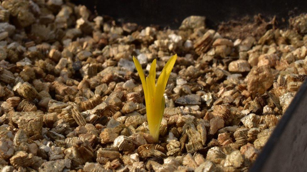 Sweet-potato-flower