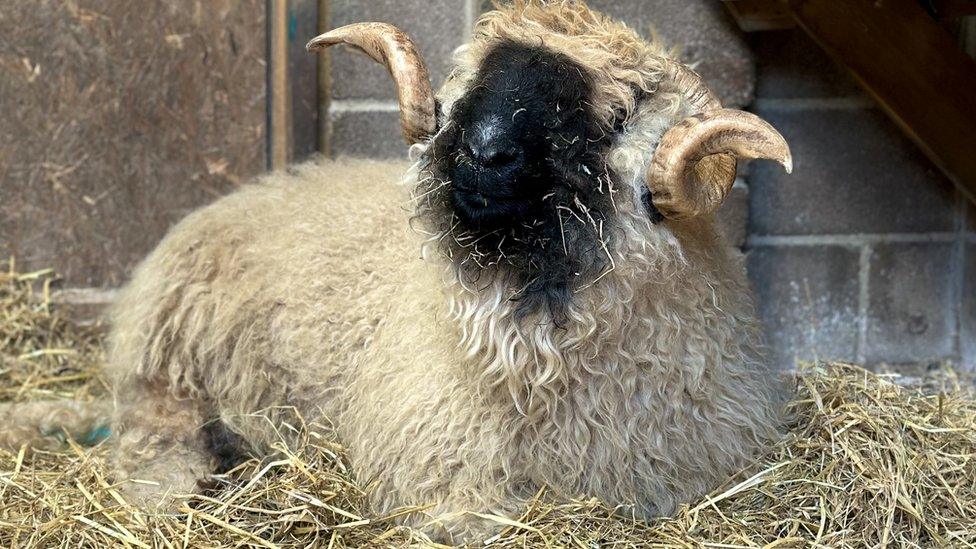 Hank the Valais ram that fathered the lambs