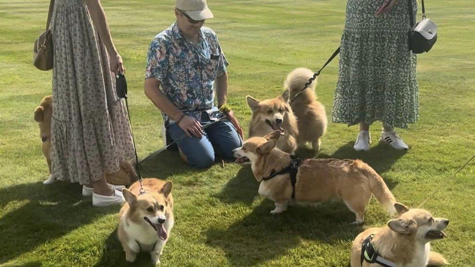 Corgis at Government House