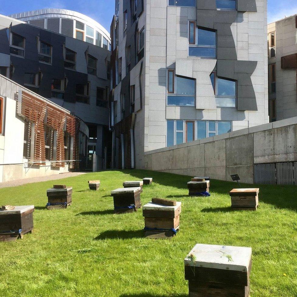 Hoods Honey hives outside of Scottish Parliament