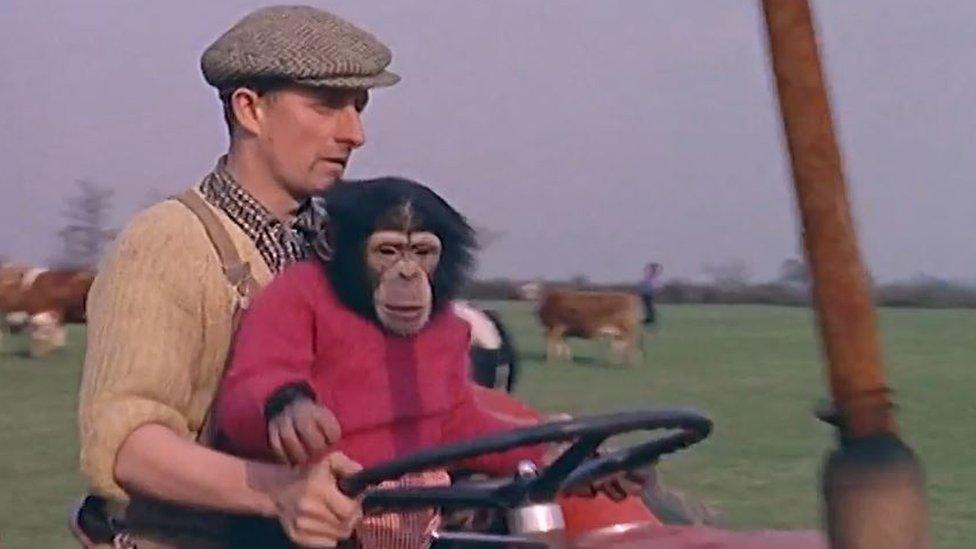 Leslie Clews and a chimp