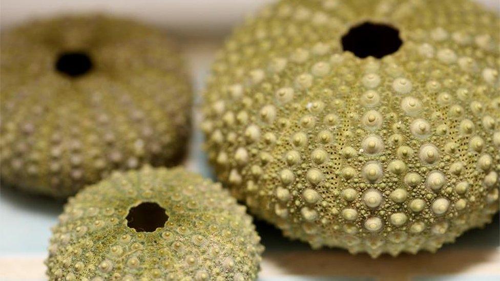 sea urchin shells