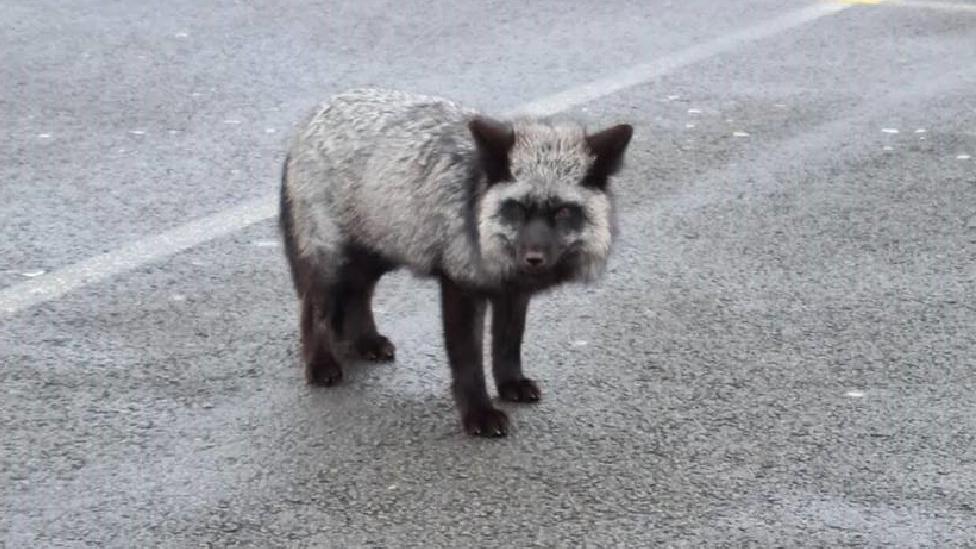 Barry: Rare black fox spotted roaming the streets - BBC News