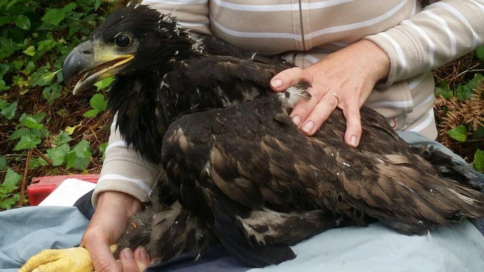 Eagle tagging