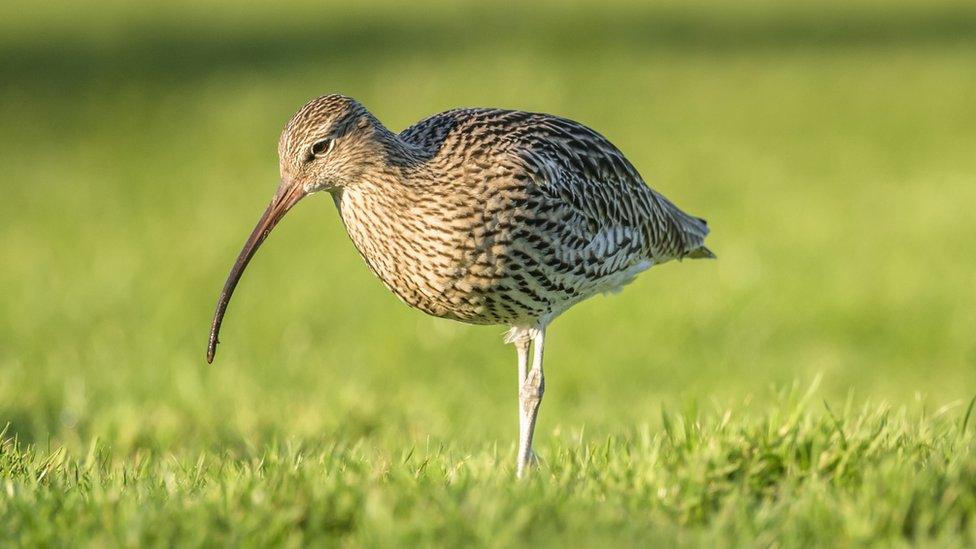 The old Irish word for curlew is 'crottach'