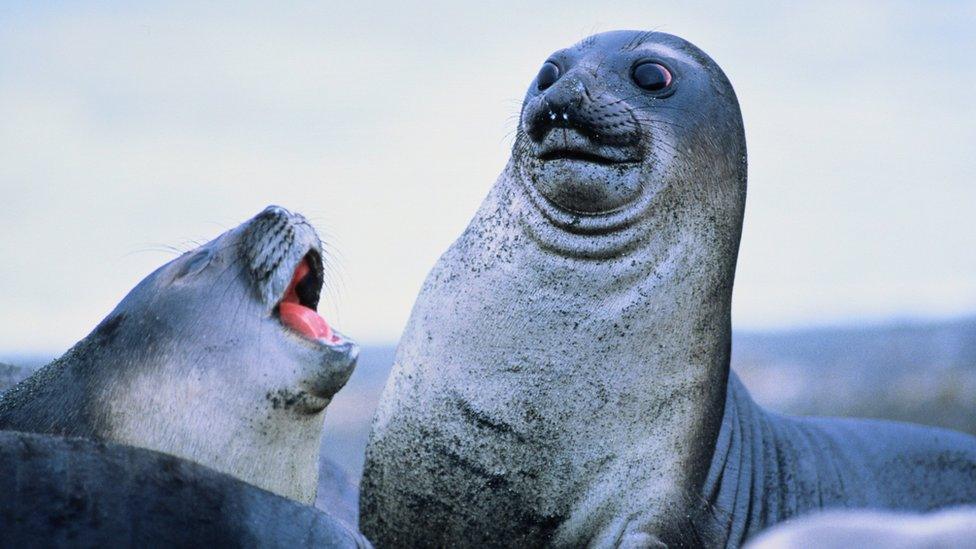 Two elephant seals, close up