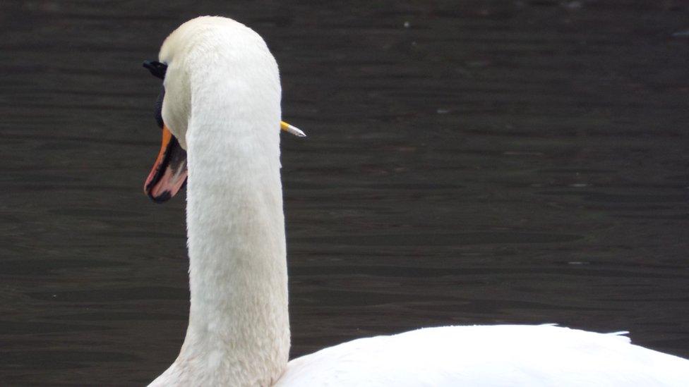 Injured swan