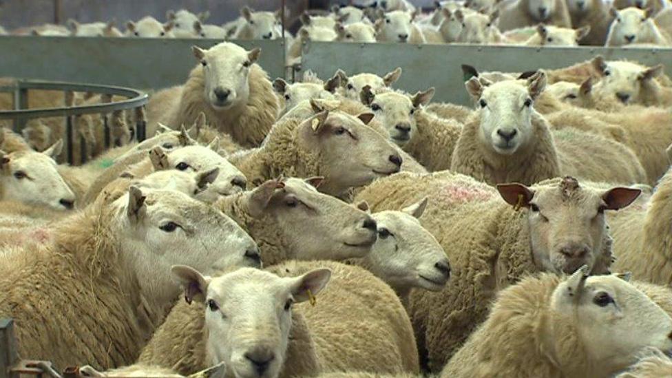 Sheep at Tredegar farm