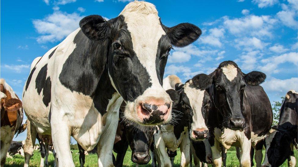 Cows in a field