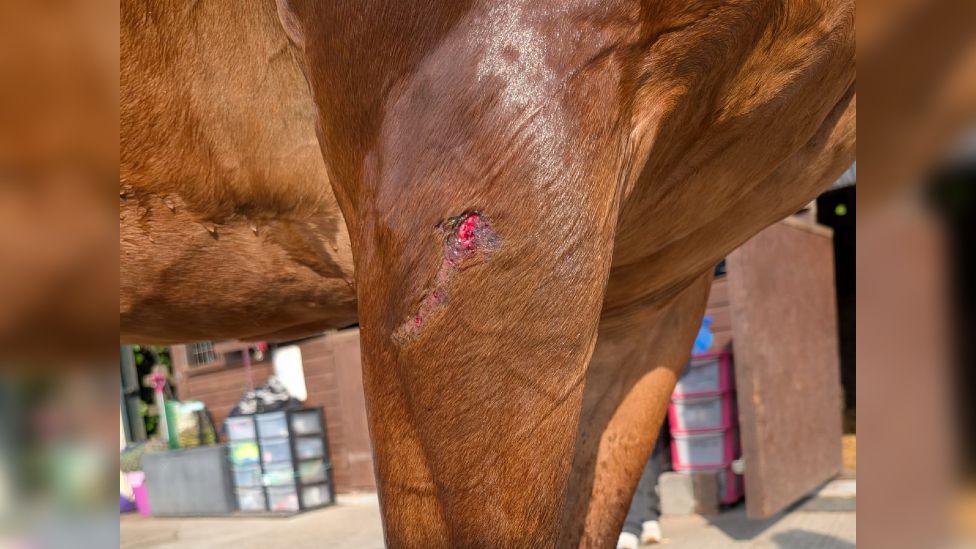 The leg of a brown horse. There is an open wound near the top of the leg.