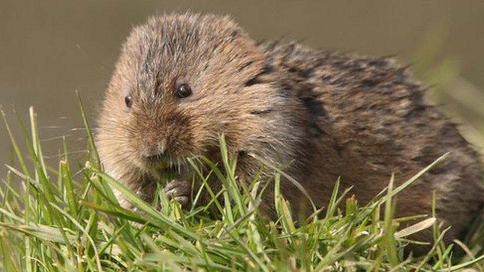 Water vole sat on a verge