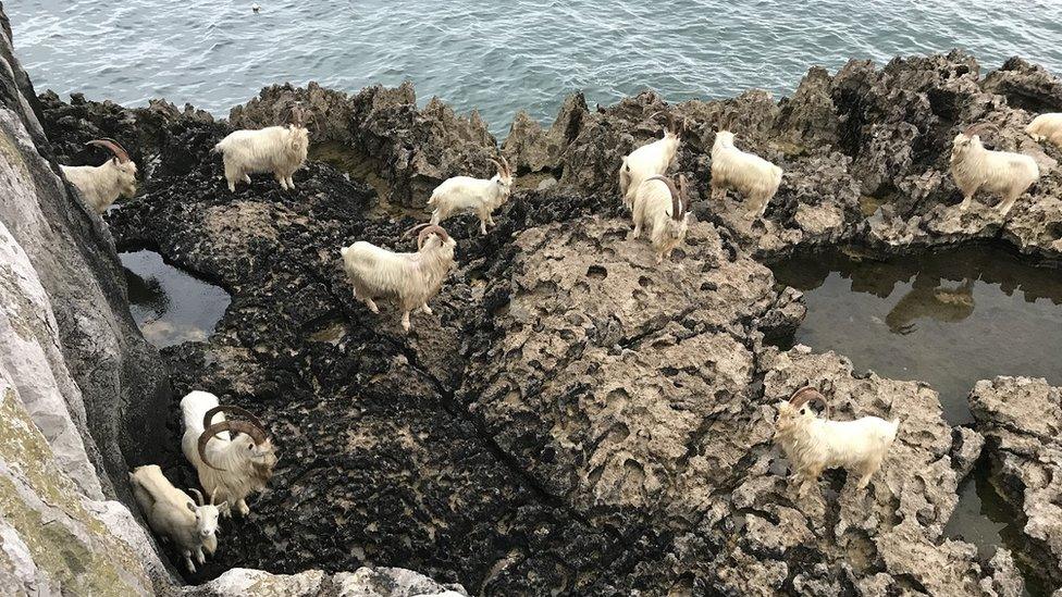 stranded goats