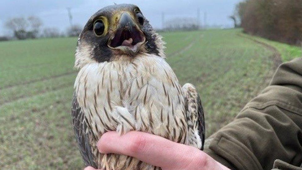 The injured peregrine falcon that had to be put down